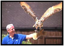Turkestan Eagle Owl