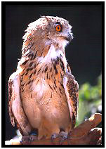 Turkestan Eagle Owl