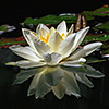 Water lily, white, +reflection