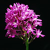 Pyramidal Orchid flower