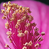 Mallow flower detail