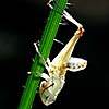 Grasshopper exuvium