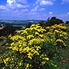 Ragwort at Old Winchester Hill