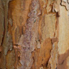 Bark of the Paper Acer