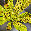 Horse Chestnut leaf